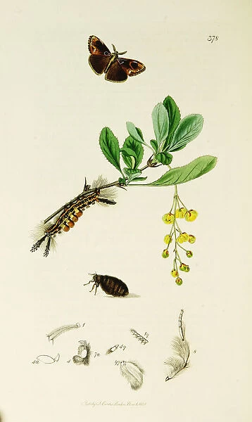Curtis British Entomology Plate 378