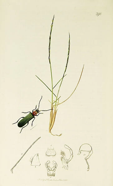 Curtis British Entomology Plate 390