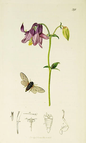Curtis British Entomology Plate 392