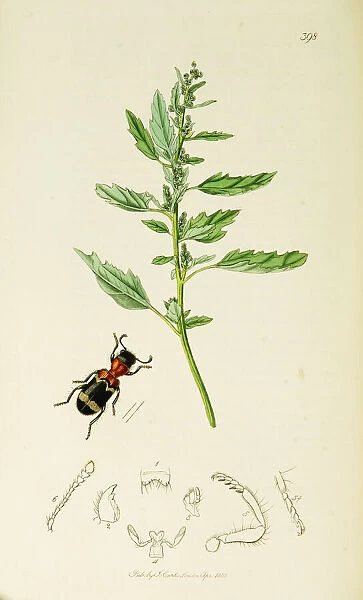 Curtis British Entomology Plate 398