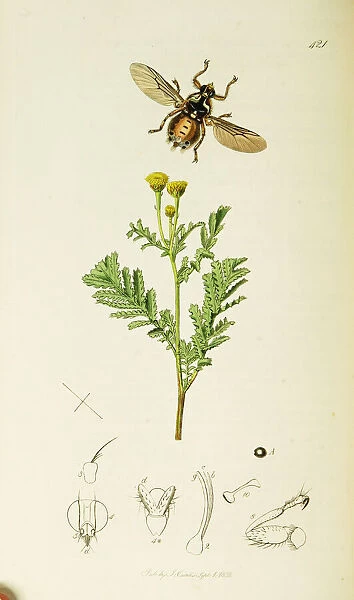 Curtis British Entomology Plate 421