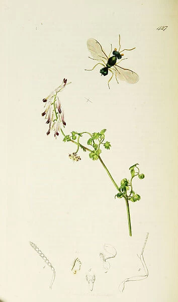 Curtis British Entomology Plate 427