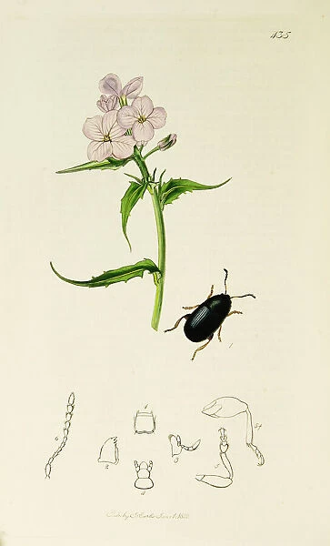 Curtis British Entomology Plate 435