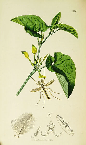Curtis British Entomology Plate 501