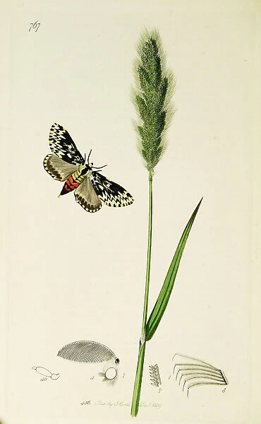 Curtis British Entomology Plate 767