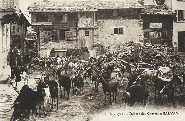The Departure of a herd of goats from Salvan, Switzerland