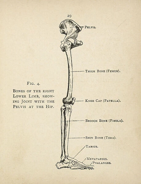Leg Bones Diagram / The Skeletal System - You'll learn about the