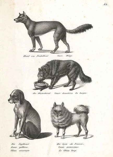 Dingo, sheepdog, scent hound and pomeranian