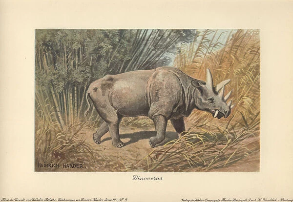 Dinocerata, extinct herbivorous, rhinoceros-like