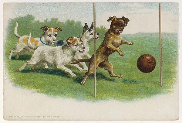 Dogs Playing Football