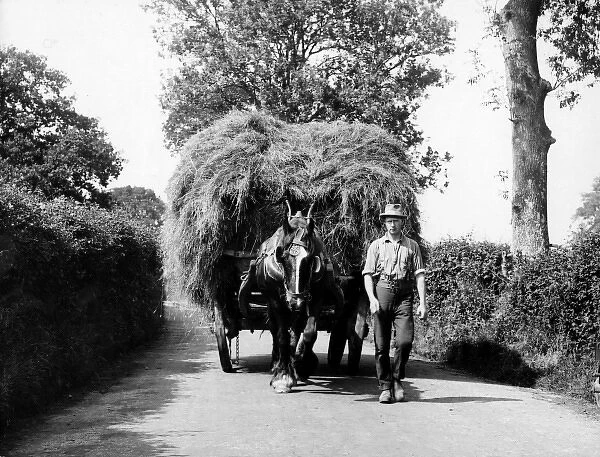 Dorset Hay Wain. A farmer leading a horse-drawn hay cart 