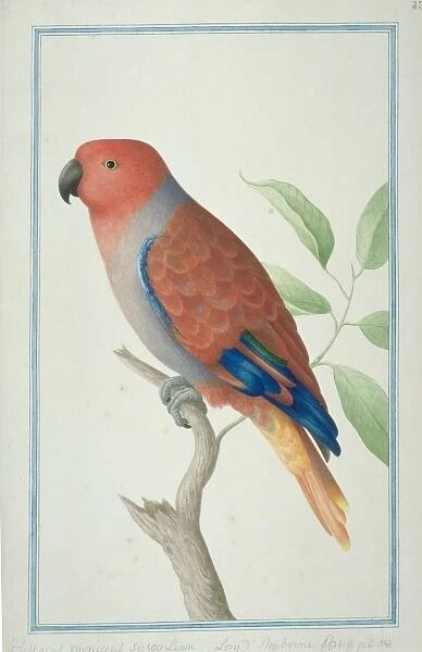 Eclectus roratus, eclectus parrot