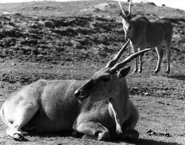 Eland Antelopes