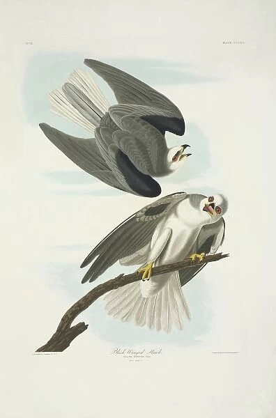 Elanus caeruleus, black-winged kite