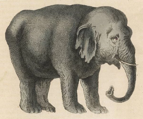 Elephant  /  Indian 19C