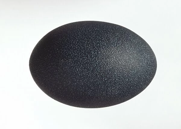 Emu egg. Fresh emu eggs are a dark turquoise colour