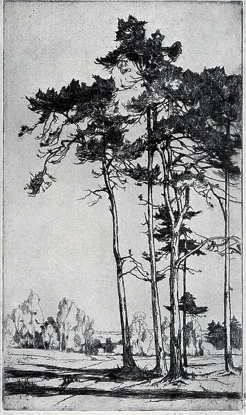 Etching. An etching showing a small cluster of tall trees dominating the foreground