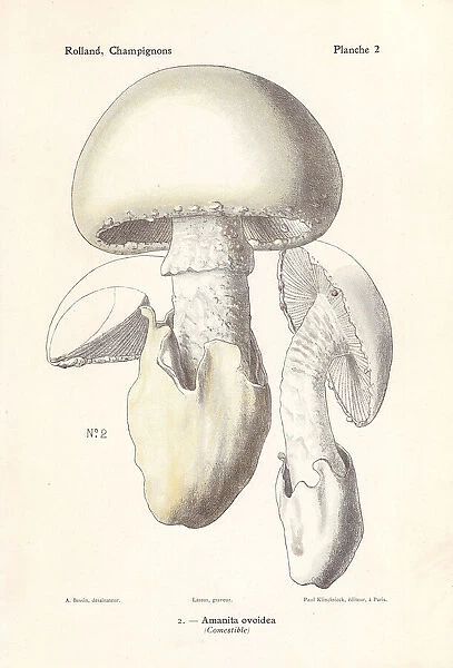 European white egg mushroom, Amanita ovoidea