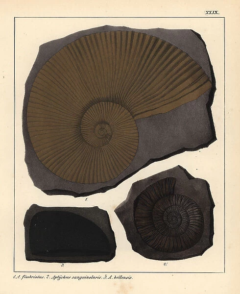 Extinct fossil gastropods: Ammonites fimbriatus