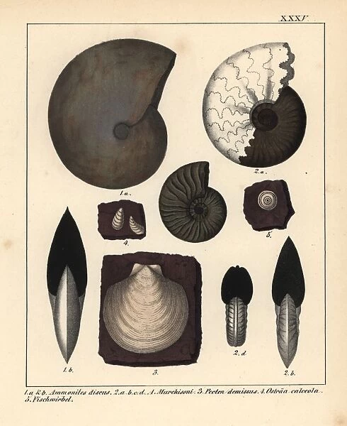 Extinct fossil gastropods and oysters