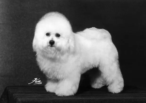 FALL  /  BICHON FRISE  /  1975