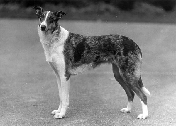 FALL  /  SMOOTH COLLIE  /  1936