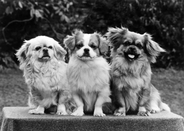 Tibetan spaniel hotsell black and white