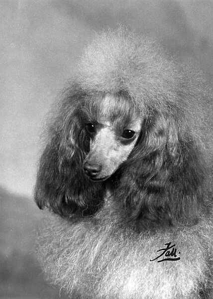 FALL  /  TOY POODLE  /  1963
