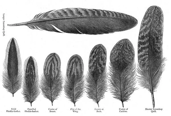 Feathers from partridge cochin hens: longer secondary quill; solid hackle-feather;