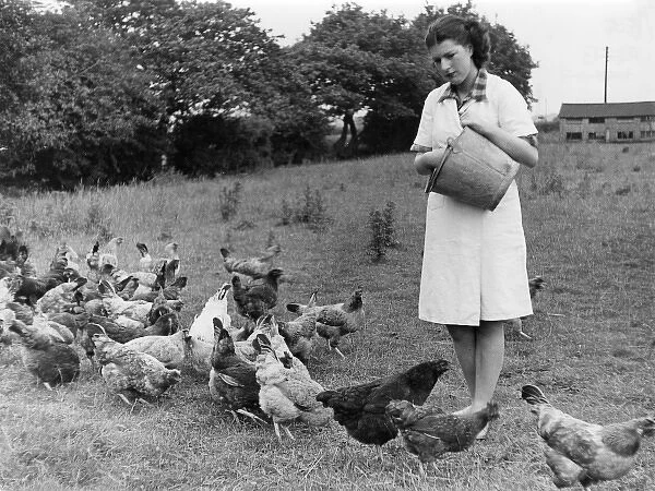 Feeding Hens