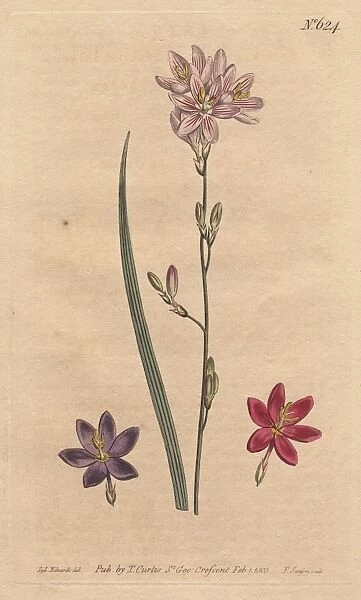 Flexuose ixia with examples of color varieties: pink