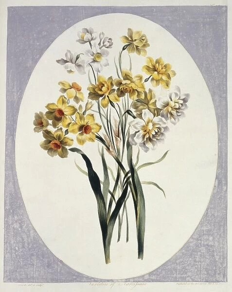 Folio 65 from A Collection of Flowers by John Edwards