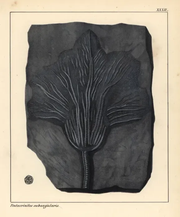 Framed Print : Fossil of Pentacrinites subangularis, a Jurassic crinoid print Framed Print : Fossil of Pentacrinites subangularis, a Jurassic crinoid print