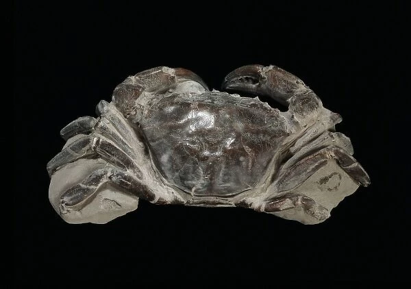 Fossilised Archaeogeryon peruvianus, Miocene crab