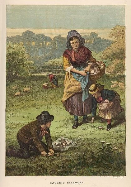 Gathering Mushrooms 1873