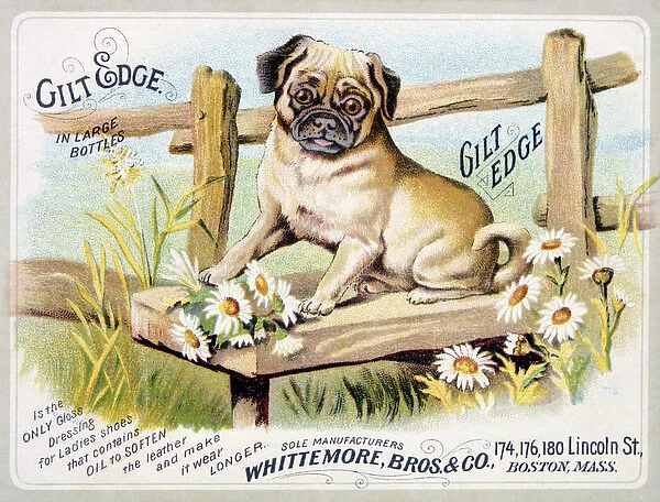 Gilt Edge pug dog Advertisement