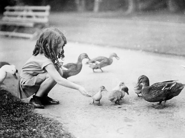 Girl Feeds the Ducks