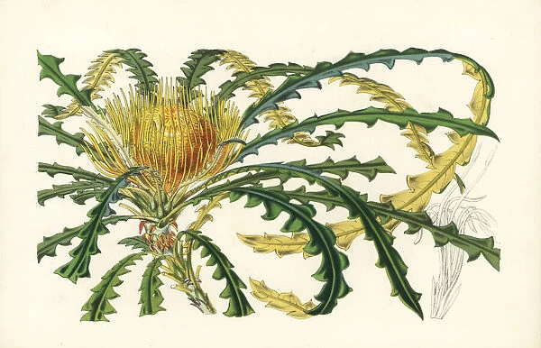 Golden dryandra, Dryandra nobilis