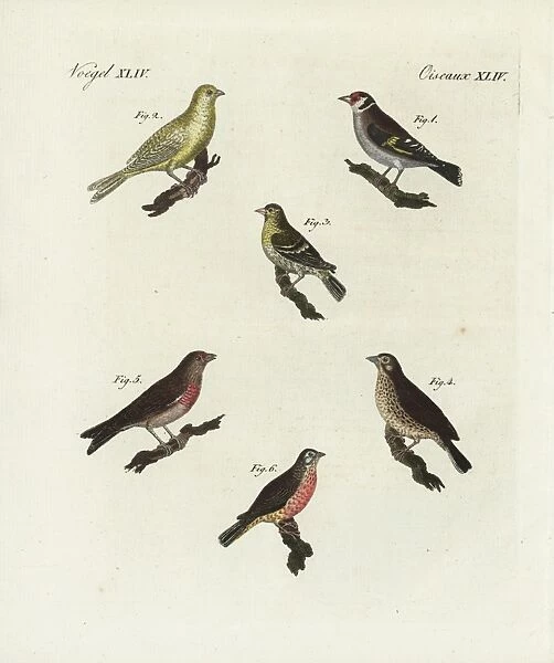 Goldfinch, blue chaffinch, siskin, linnet and redpoll