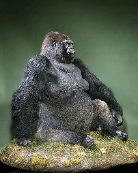 Gorilla gorilla gorilla, western lowland gorilla