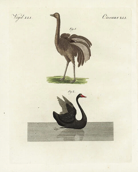 Greater rhea, Rhea americana, and black swan, Cygnus atratus