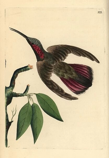 Green-throated mango hummingbird, Anthracothorax viridigula