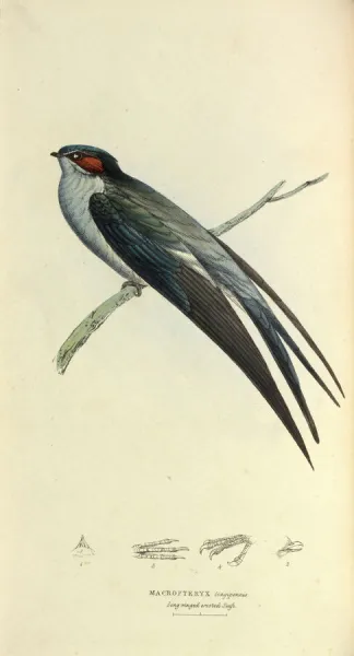 Grey-rumped Tree Swift