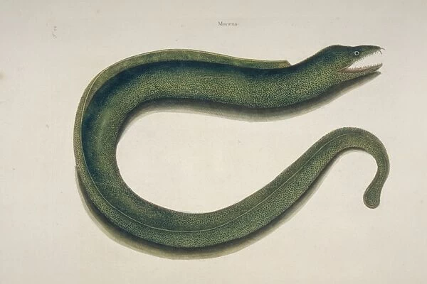 Gymnothorax funebris, green moray