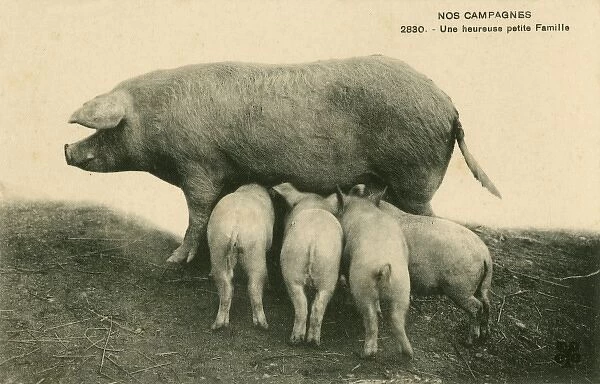 Happy Family of Pigs in France
