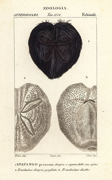 Heart urchin, Spatangus purpureus