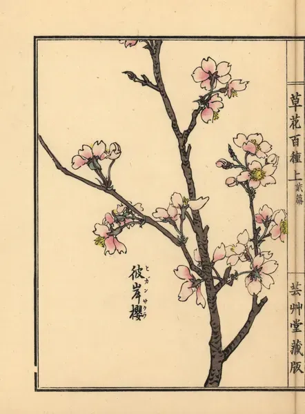 Higan Cherry Blossom, Prunus pendula, Handcolored Woodblock Print