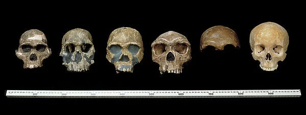 Hominid crania. L to R: Australopithecus africanus; Homo rudolfensis; H.erectus; H
