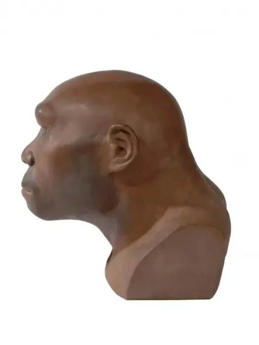 Framed Print : Print of Homo erectus fossil, circa 600,000 years old