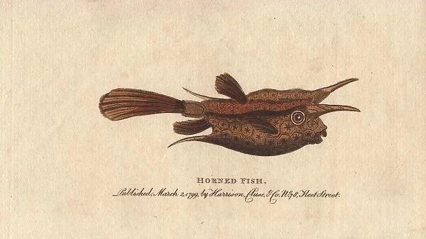 Horned fish or longhorn cowfish, Lactoria cornuta